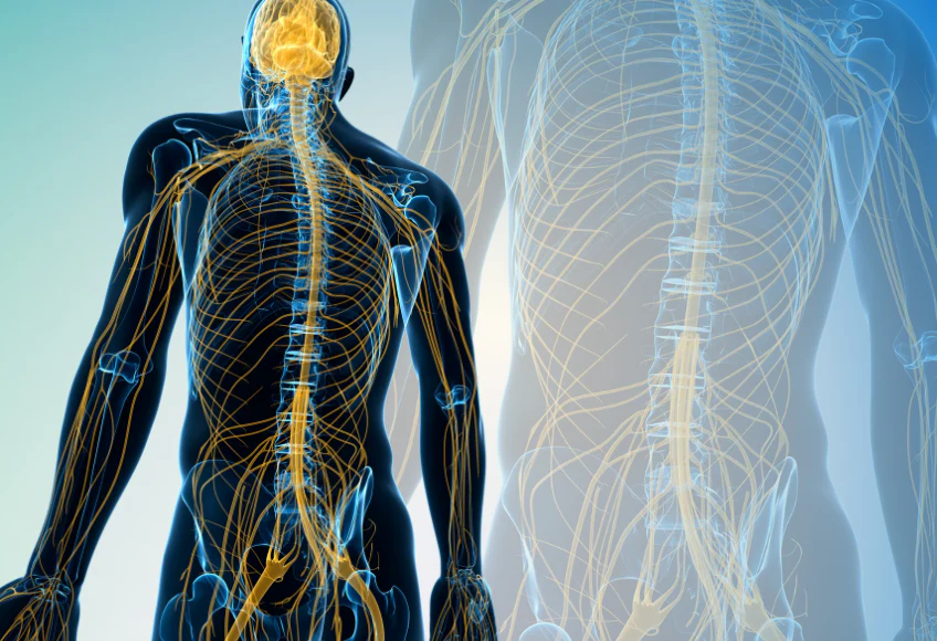 The Exhale That Activates Your Vagus Nerve